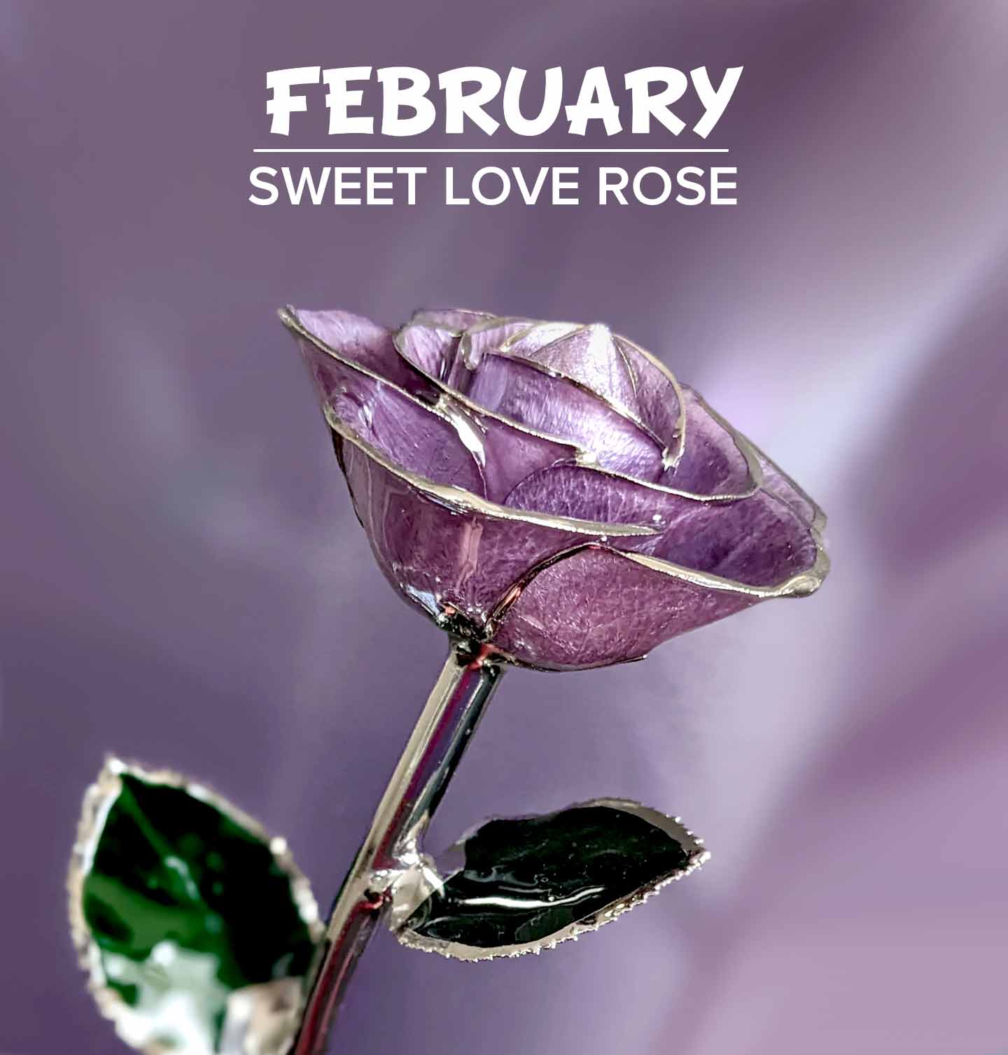 Our Sweet Love Platinum Rose for February birthdays which are Amethyst birthstones.