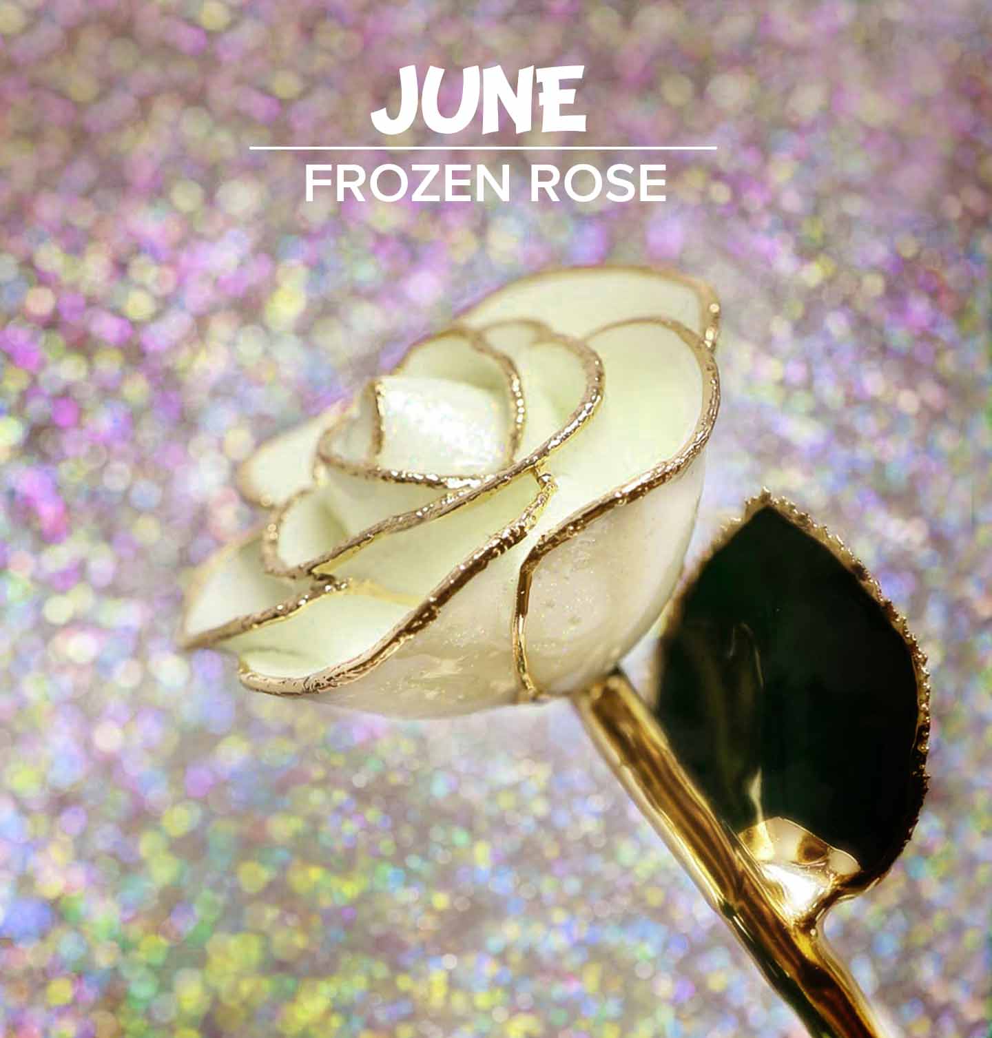 Our Frozen 24kt Gold Dipped Rose for June birthdays for Pearl birthstones.