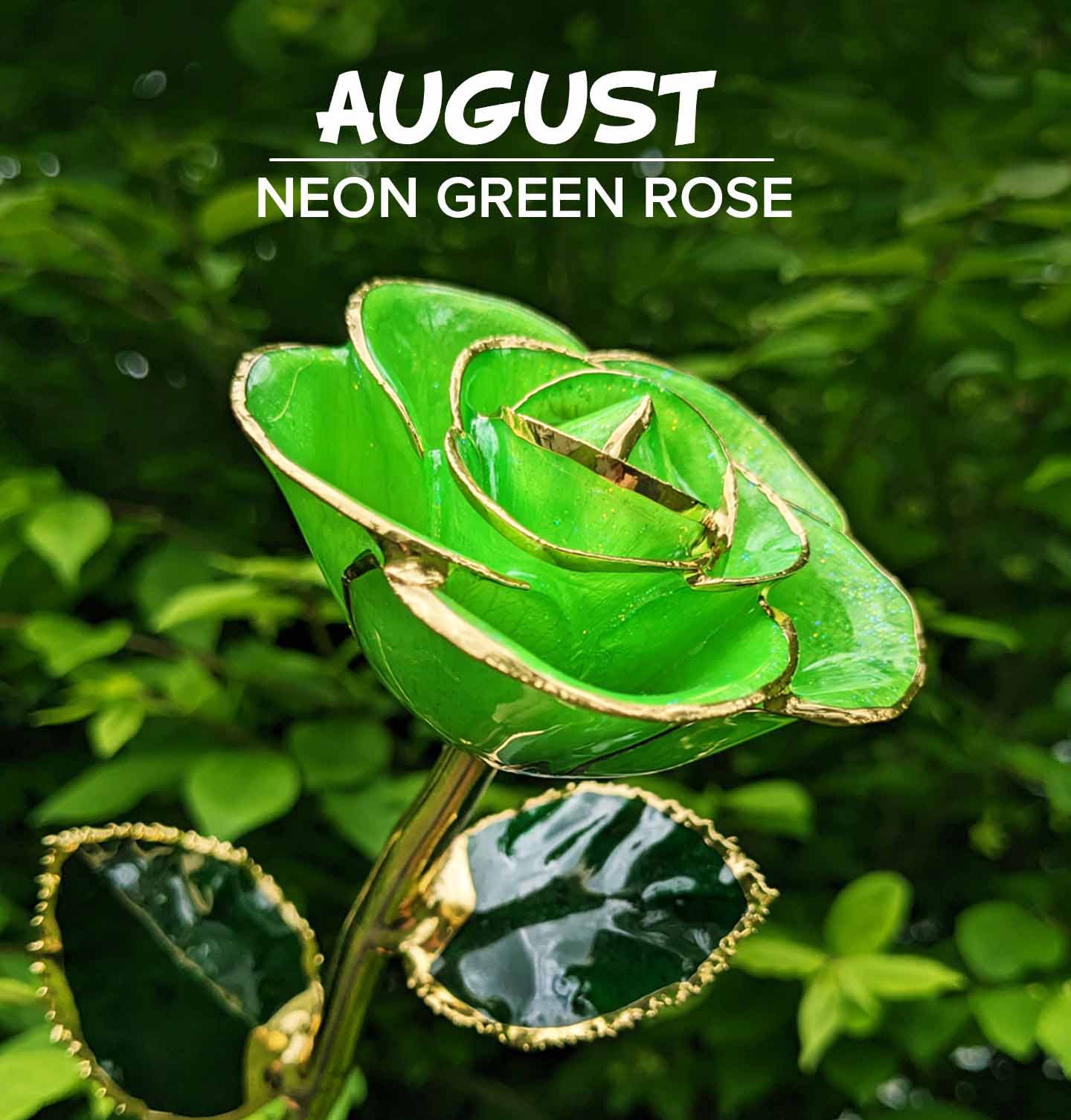 Our Neon Green 24 Karat Gold Dipped Rose for August birthdays that are Peridot birthstones.