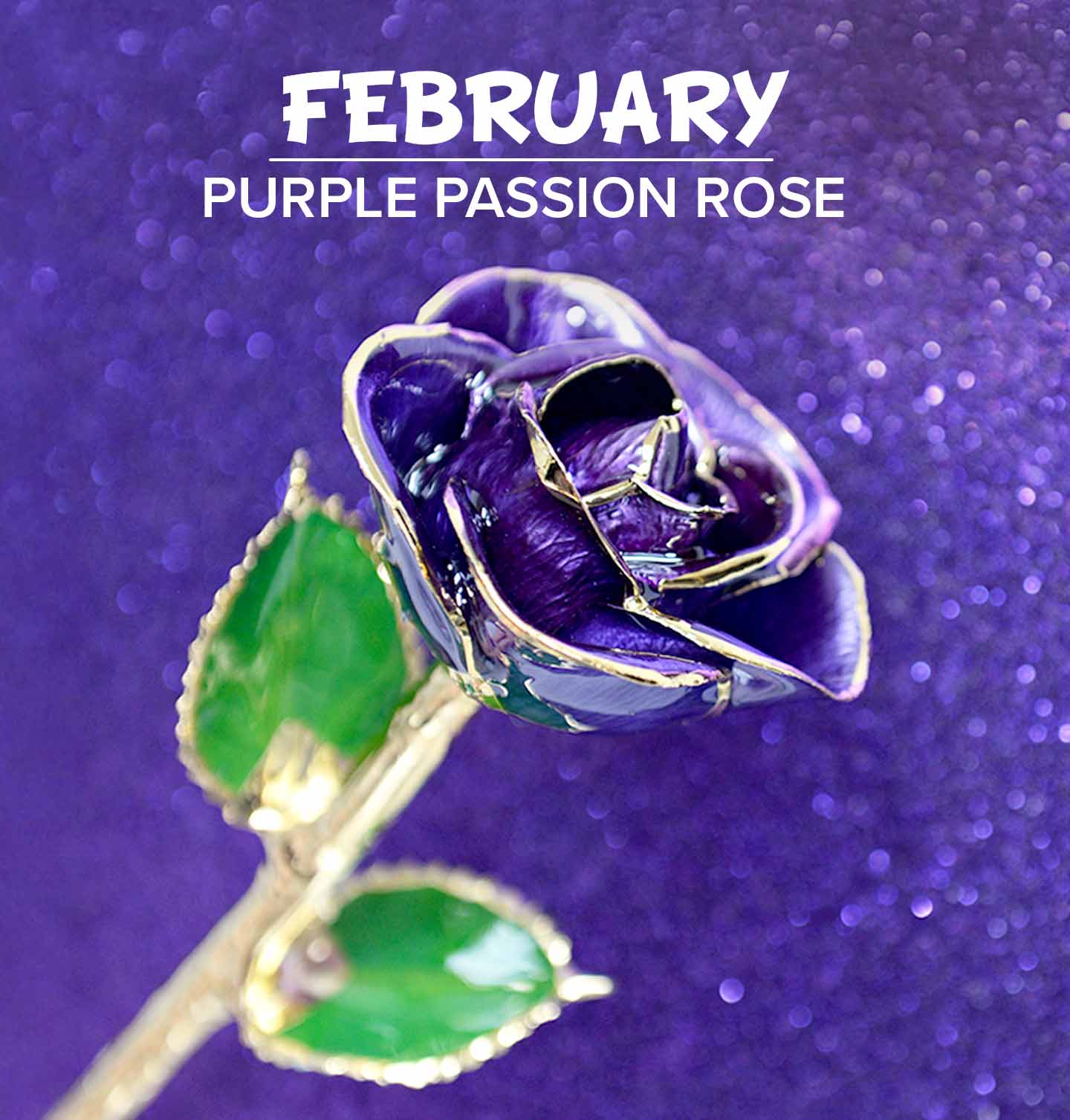 Our Purple Passion Gold Dipped Rose.