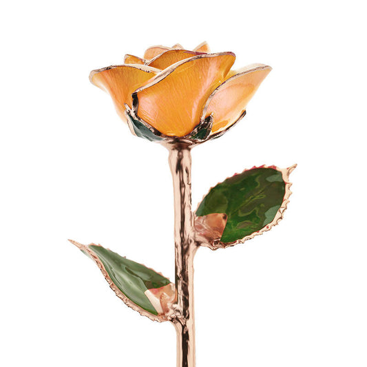 Creamsicle Rose Gold Dipped Rose